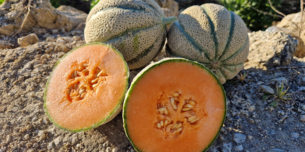 HM.Clause traccia la strada per il melone siciliano: focus sulla lunga conservazione (LSL)